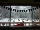 dog yard through the visitor center window